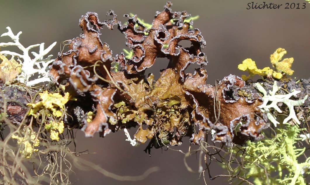 Greenleaf Tuckermannopsis Lichen: Tuckermannopsis chlorophylla (Synonyms: Cetraria chlorophylla, Cetraria scutata) (Parmeliaceae)